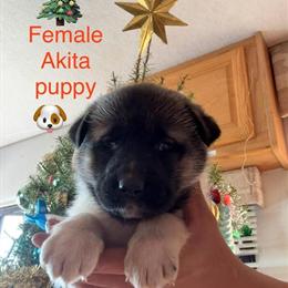 Akita puppies available for adoption in Riverside, ca