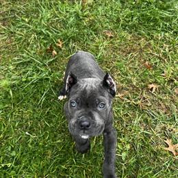 Cane Corso Puppies Available - AKC Registered in Massillon, oh