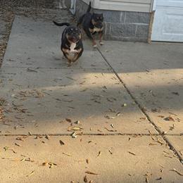 American Bully Girls Available for Loving Homes in Charlotte, nc