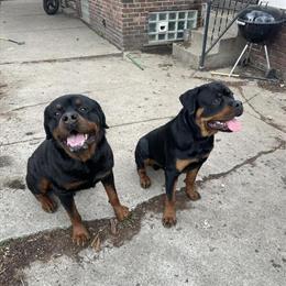 Rottweiler Stud Bear - AKC Registered, 15 Months Old in Detroit, mi
