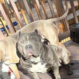 American Bully Puppies Ready in 7 Weeks in Columbia, md