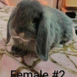 Holland Lop Bunnies for Adoption in Wyandotte, mi
