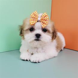 Shih Tzu Puppies Available in New York and New Jersey in Brooklyn, ny