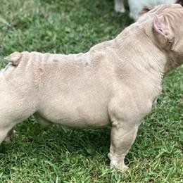 Micro American Bully Available for Stud in Hillsborough, nc
