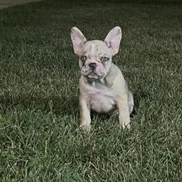 French Bulldog Puppies Available for Loving Homes in Addison, il