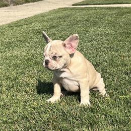 French Bulldog Puppies Ready for Forever Homes in Addison, il