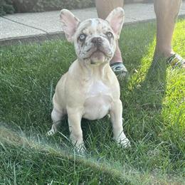 French Bulldog Puppies Looking for Forever Homes in Addison, il
