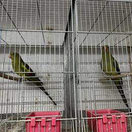 Regent Parrot for Adoption in Hialeah, fl