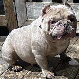 Micro American Bully Available for Stud in Hillsborough, nc