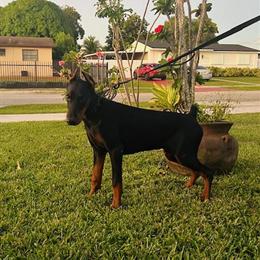 Doberman Pinscher Ready for New Family in Miami, fl