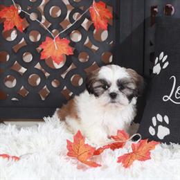 Charming Male Shih Tzu Puppy Ready for a Loving Home in Mount Vernon, oh