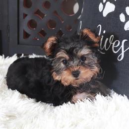 Adorable Male Toy Yorkshire Terrier Ready for a Loving Home in Mount Vernon, oh