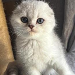 Scottish Fold Female Kitten Seeking Loving Home in Philadelphia, pa