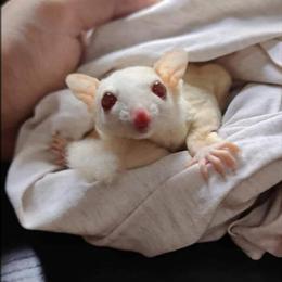 Hedgehogs and Gliders Available in Gypsum, co