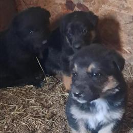 German Shepherd Border Collie Cross Puppies for Sale in Winterset, ia