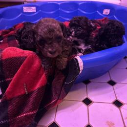 Shih-poo Puppies Ready for Christmas Eve in Cincinnati, oh