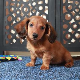 Dachshund Puppy - Bugsy, Long Haired and Affectionate Companion in Mount Vernon, oh