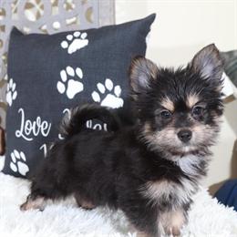 Yorkshire Terrier Puppy - Tiny and Playful Yorkie-Pom in Mount Vernon, oh