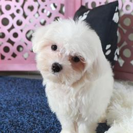 Maltese Puppy for Sale in Ohio in Mount Vernon, oh
