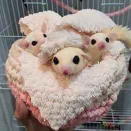 Hedgehogs and Sugar Gliders Available in Baldwin Park, ca