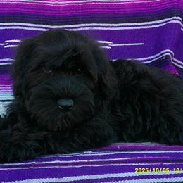 Miniature Schnauzer Puppies AKC - Gorgeous Royally Bred Babies Ready to Go Home in Pataskala, oh