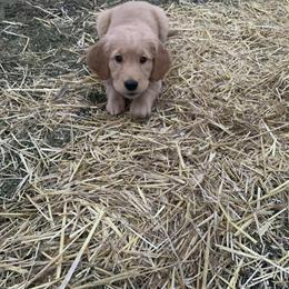 Golden Retriever Puppies for Adoption in Maineville, oh