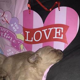 Golden Retriever Puppies Available in Maineville, oh