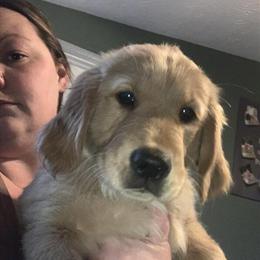 Female Golden Retriever Puppies Available in Maineville, oh