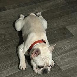 1 Year Old Male French Bulldog in Lake Orion, mi