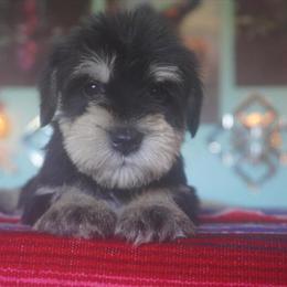 Miniature Schnauzer Puppies AKC - Black, Black and Silver & Salt and Pepper Available in Pataskala, oh