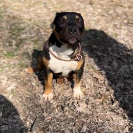 Female American Bully Pup Ready Now in Hebron, ky