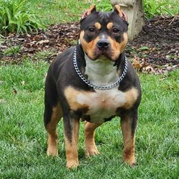 Female American Bully Available Now in Hebron, ky
