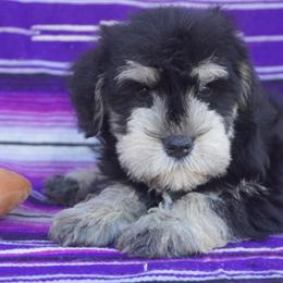 Miniature Schnauzer Puppies Ready for New Homes in Pataskala, oh