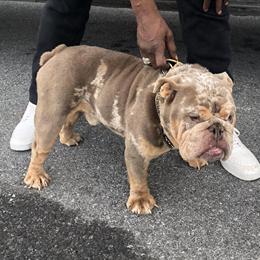 English Bulldog Stud - Mr. Casanova AKC Champion in Martinsburg, wv