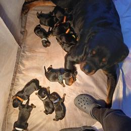 Rottweiler puppies available for reservations in Chicago, il