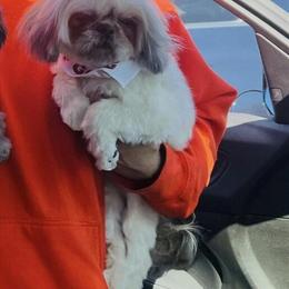 1 Year Old Female Shih Tzu Looking for a New Home in New Brunswick, nj