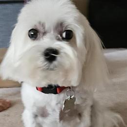 Purebred 4-Year-Old White Maltese Available for Stud Services in Saint John, in