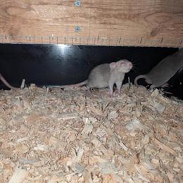 Fancy Rats for Sale – Dumbo, Hooded, Albino, Merle in Columbus, oh