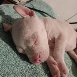 Pitbull Female for Adoption in Laurinburg, nc