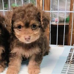 Toy Poodle Puppies for Sale in Houston, tx