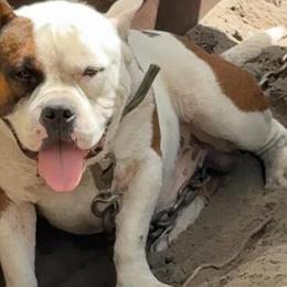 Pocket Male Bully for Rehoming in Atlanta, ga