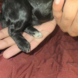 Cockapoo Puppy - Sweet Female Ready for a New Home in Jacksonville, fl