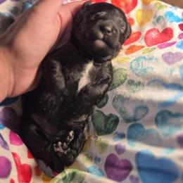 Cockapoo Puppies Ready for Adoption in January in Jacksonville, fl