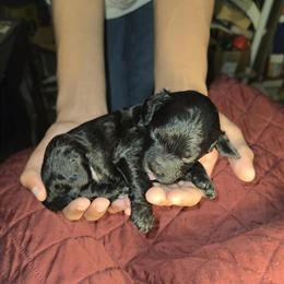 Cockapoo puppy named Riker available for adoption in Jacksonville, fl