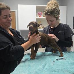 Doberman Puppies Available in Flint, mi