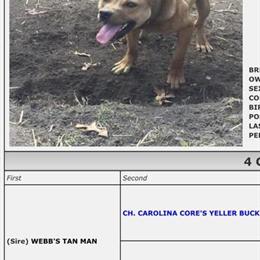 4 Year Old Male American Bully for Sale in Danville, va