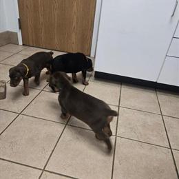 AKC Doberman Pinscher Puppies Ready for New Homes in Flint, mi