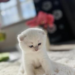 Male Scottish Fold Kitten Looking for a Loving Home in Charlottesville, va