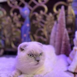 Scottish Fold Kitten Seeking Loving Home in Charlottesville, va