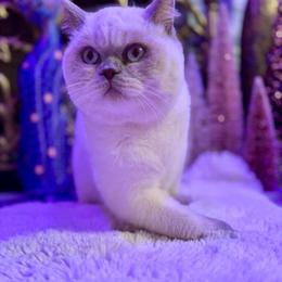 Scottish Fold female kitten seeking loving home in Charlottesville, va